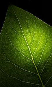 Preview wallpaper leaf, macro, veins, green, black background