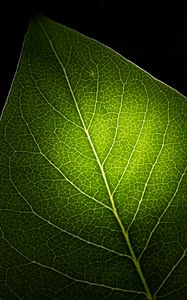 Preview wallpaper leaf, macro, veins, green, black background