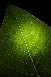 Preview wallpaper leaf, macro, veins, green, black background