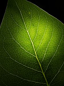 Preview wallpaper leaf, macro, veins, green, black background