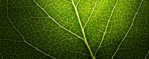 Preview wallpaper leaf, macro, veins, green, black background