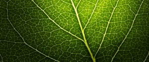 Preview wallpaper leaf, macro, veins, green, black background