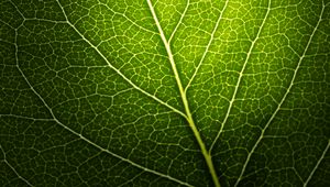 Preview wallpaper leaf, macro, veins, green, black background