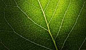 Preview wallpaper leaf, macro, veins, green, black background