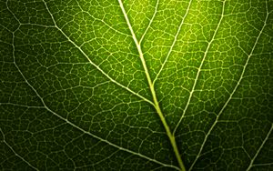 Preview wallpaper leaf, macro, veins, green, black background
