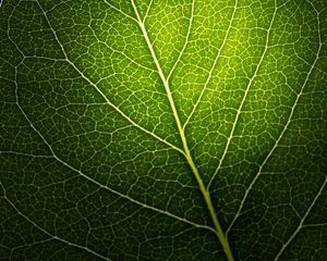 Preview wallpaper leaf, macro, veins, green, black background