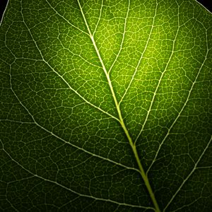 Preview wallpaper leaf, macro, veins, green, black background