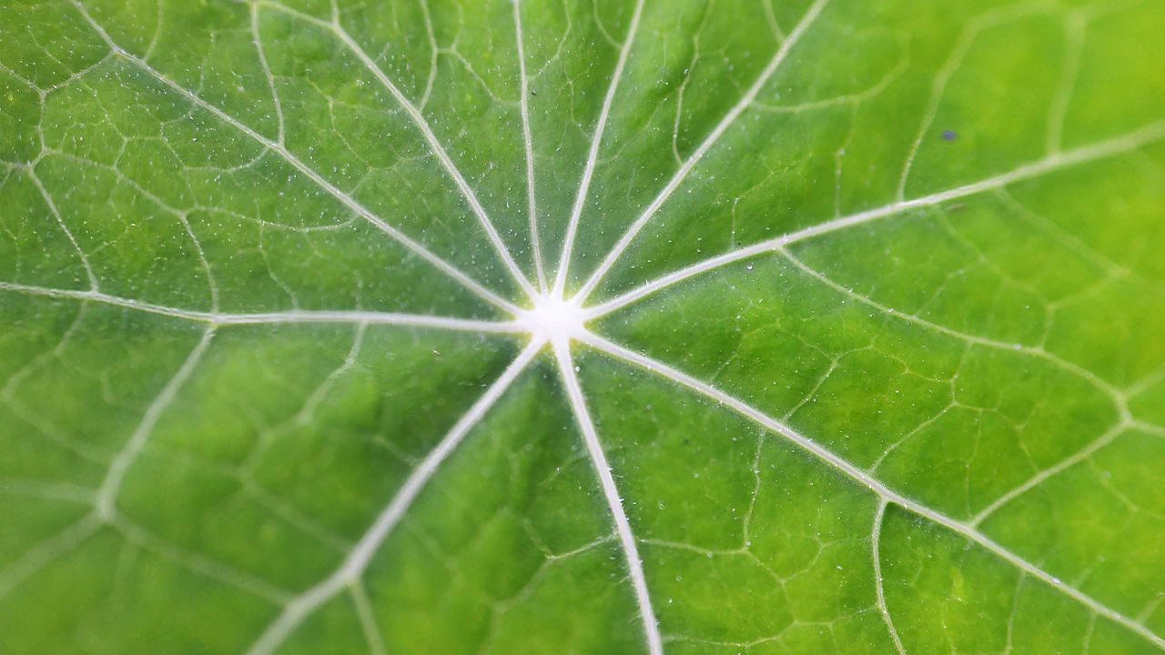 Wallpaper leaf, macro, veins