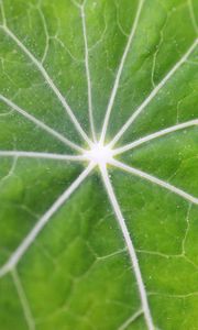 Preview wallpaper leaf, macro, veins