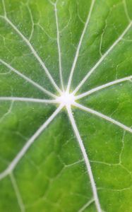 Preview wallpaper leaf, macro, veins