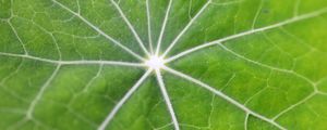 Preview wallpaper leaf, macro, veins