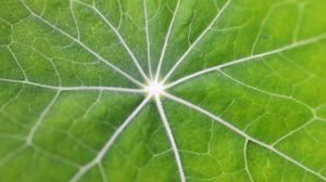 Preview wallpaper leaf, macro, veins