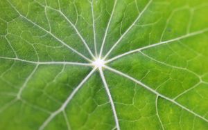 Preview wallpaper leaf, macro, veins