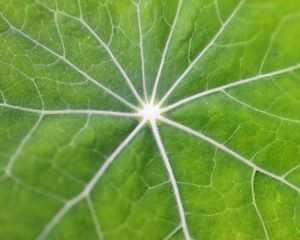 Preview wallpaper leaf, macro, veins