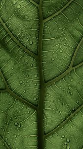 Preview wallpaper leaf, macro, veins, drops, green