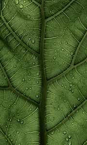 Preview wallpaper leaf, macro, veins, drops, green