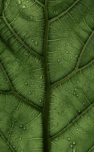 Preview wallpaper leaf, macro, veins, drops, green