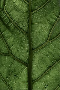 Preview wallpaper leaf, macro, veins, drops, green