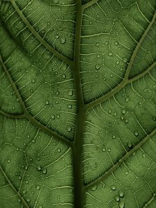 Preview wallpaper leaf, macro, veins, drops, green