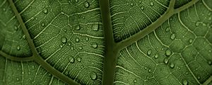 Preview wallpaper leaf, macro, veins, drops, green