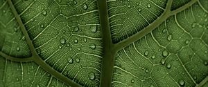 Preview wallpaper leaf, macro, veins, drops, green