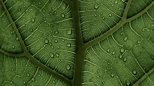Preview wallpaper leaf, macro, veins, drops, green