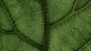 Preview wallpaper leaf, macro, veins, drops, green