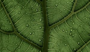 Preview wallpaper leaf, macro, veins, drops, green