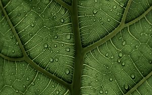 Preview wallpaper leaf, macro, veins, drops, green