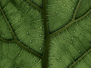 Preview wallpaper leaf, macro, veins, drops, green