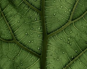 Preview wallpaper leaf, macro, veins, drops, green