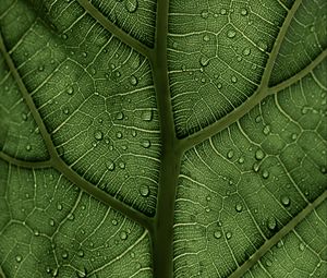 Preview wallpaper leaf, macro, veins, drops, green