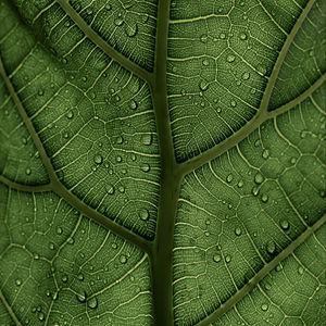 Preview wallpaper leaf, macro, veins, drops, green