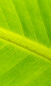 Preview wallpaper leaf, macro, veins, green, surface