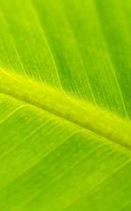 Preview wallpaper leaf, macro, veins, green, surface
