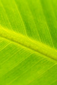 Preview wallpaper leaf, macro, veins, green, surface