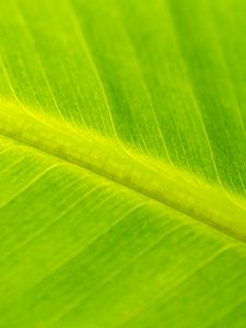 Preview wallpaper leaf, macro, veins, green, surface