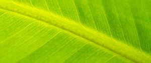Preview wallpaper leaf, macro, veins, green, surface