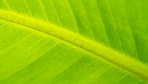 Preview wallpaper leaf, macro, veins, green, surface