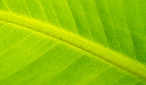 Preview wallpaper leaf, macro, veins, green, surface