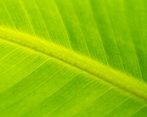 Preview wallpaper leaf, macro, veins, green, surface