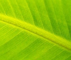 Preview wallpaper leaf, macro, veins, green, surface