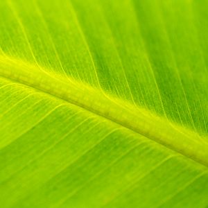 Preview wallpaper leaf, macro, veins, green, surface