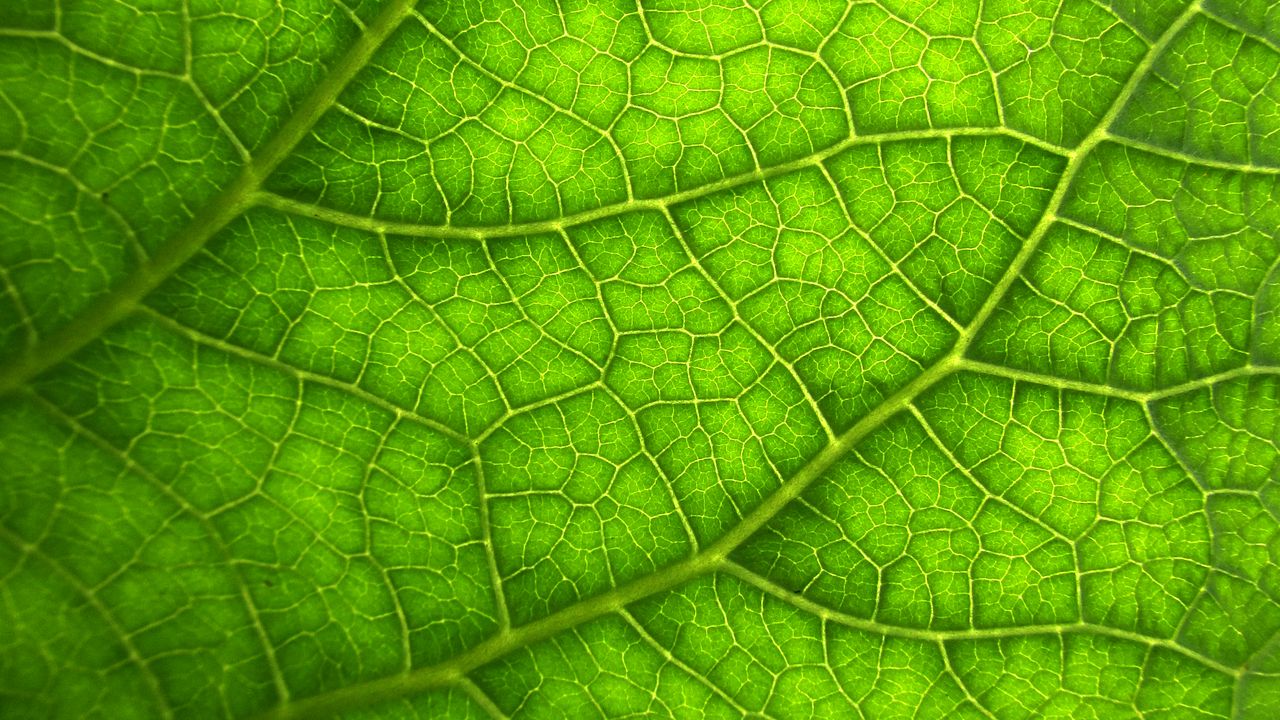 Wallpaper leaf, macro, veins, plant