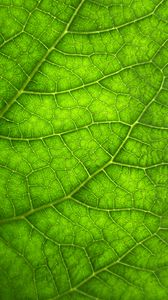 Preview wallpaper leaf, macro, veins, plant