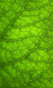 Preview wallpaper leaf, macro, veins, plant