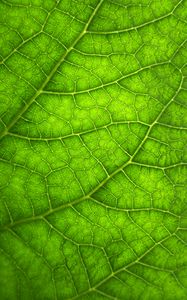 Preview wallpaper leaf, macro, veins, plant