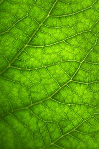 Preview wallpaper leaf, macro, veins, plant