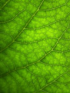 Preview wallpaper leaf, macro, veins, plant