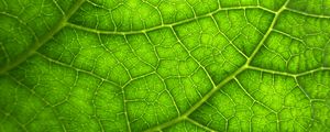 Preview wallpaper leaf, macro, veins, plant